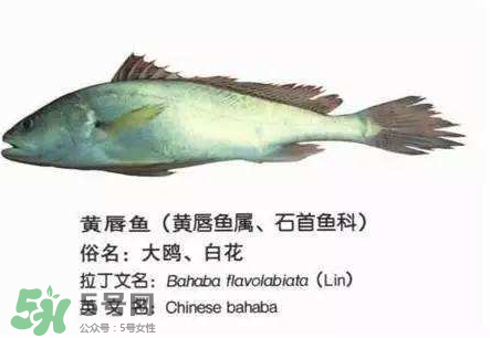 寶寶能吃金錢鳘嗎？金錢鳘寶寶吃了好嗎？