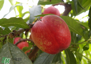 油桃和牛奶能一起吃嗎？喝完牛奶能吃油桃嗎？