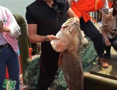 金錢鳘值多少錢？金錢鳘魚(yú)膠功效