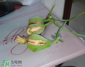 香瓜裂口怎么回事？香瓜裂了怎么辦？