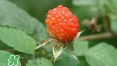 空心泡是否就是覆盆子？覆盆子是水果嗎