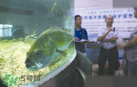 金錢鳘是哪里原產的？金錢鳘的產地在哪里