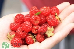 覆盆子哪里有賣(mài)？覆盆子多少錢(qián)一斤？