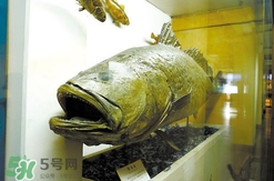 黃唇魚(yú)魚(yú)鰾真的那么神？黃唇魚(yú)魚(yú)鰾真實(shí)藥用價(jià)值