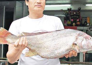 黃唇魚(yú)鰾是魚(yú)肚嗎？黃唇魚(yú)鰾是魚(yú)泡嗎