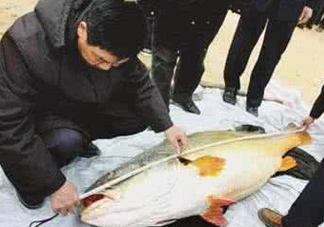 黃唇魚魚鰾真的那么神？黃唇魚魚鰾真實(shí)藥用價(jià)值