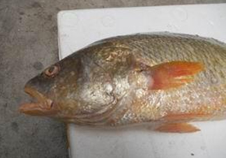 黃唇魚魚鰾能救命？黃唇魚魚鰾可以救命？