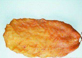  黃唇魚魚鰾怎么吃？ 黃唇魚魚鰾如何吃？