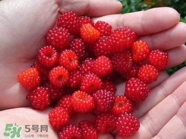 覆盆子是野草莓嗎？覆盆子是桑椹嗎？