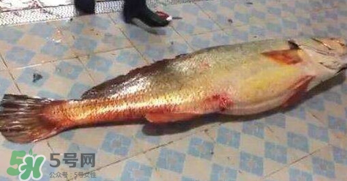 金錢鳘是什么？金錢鳘怎么讀？
