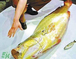 黃唇魚是海魚嗎？黃唇魚是海鮮嗎