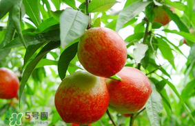 油桃可以榨汁嗎？油桃怎么榨汁？