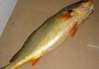 怎么鑒別金錢(qián)鳘魚(yú)膠？金錢(qián)鳘魚(yú)膠如何分辨真?zhèn)?><p><strong>怎么鑒別金錢(qián)鳘魚(yú)膠？金錢(qián)鳘魚(yú)膠如何分辨真?zhèn)?/strong></p></a></li> <li><a href=