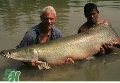 黃唇魚(yú)怎么養(yǎng)殖？黃唇魚(yú)養(yǎng)殖環(huán)境