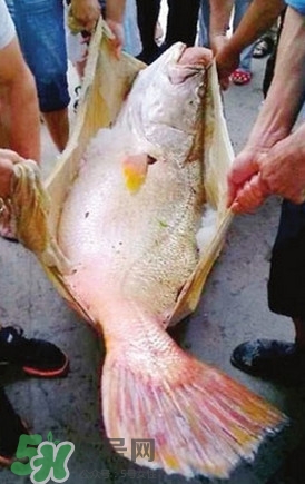 黃唇魚(yú)魚(yú)鰾真的那么神？黃唇魚(yú)魚(yú)鰾真實(shí)藥用價(jià)值