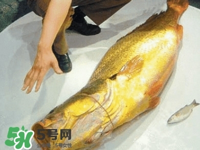 金錢鳘為什么那么貴？金錢鳘為什么能賣那么貴