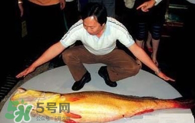 黃唇魚為什么不能養(yǎng)殖？ 黃唇魚淡水能養(yǎng)殖嗎