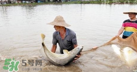 金錢鳘是哪里原產的？金錢鳘的產地在哪里