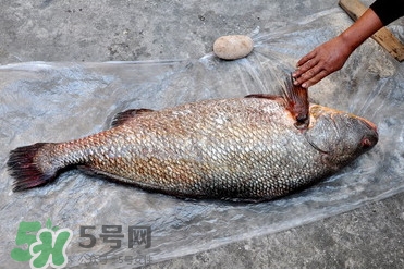 黃唇魚是不是黃花魚？黃唇魚和黃花魚的區(qū)別