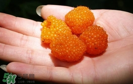 空心泡能吃嗎？空心泡與樹(shù)莓的差別
