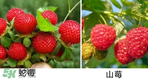 山莓有毒嗎？山莓和蛇莓的區(qū)別