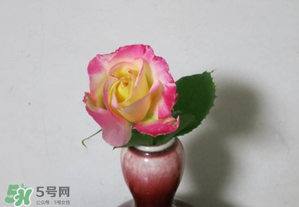 五月份可以扦插月季嗎？5月份適合插月季嗎？