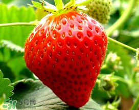 5月份可以種草莓嗎？五月份可以種草莓嗎？