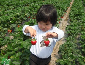 5月份能摘草莓嗎？五月份還有草莓摘嗎？