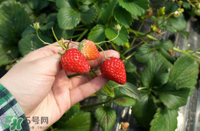 5月份能摘草莓嗎？五月份還有草莓摘嗎？
