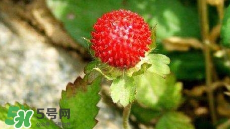 蛇莓收購多少一公斤？蛇莓價(jià)格