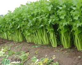 五月份可以種芹菜嗎？芹菜適合什么時(shí)候播種？