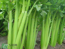 五月份可以種芹菜嗎？芹菜適合什么時(shí)候播種？
