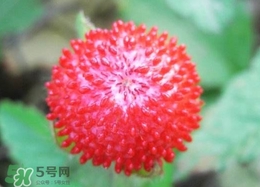 蛇草莓能吃嗎？蛇草莓有毒嗎