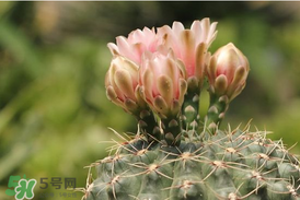 五月份種什么花？5月份適合種什么花？