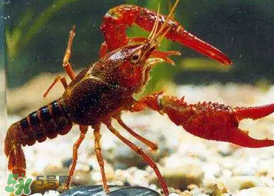 什么時候釣龍蝦最好？龍蝦幾月份能釣？