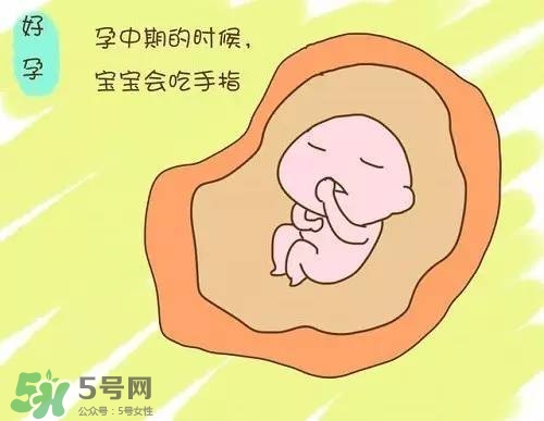 胎兒在媽媽肚子里都會(huì)干啥？胎兒的神奇世界
