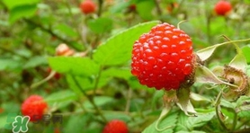 野草莓可以吃嗎？野草莓能不能吃