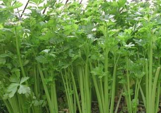 五月份可以種芹菜嗎？芹菜適合什么時候播種？