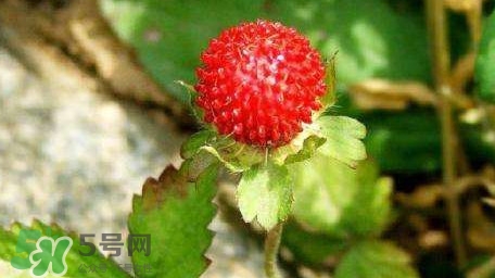蛇莓有毒嗎？蛇莓有沒有毒