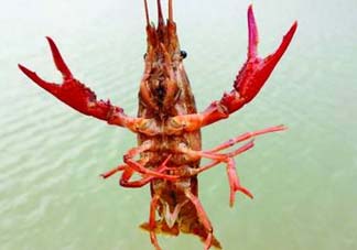 什么時(shí)候釣龍蝦最好？龍蝦幾月份能釣？