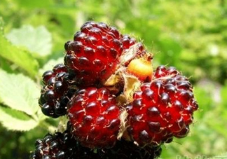 野草莓是覆盆子嗎？覆盆子是否叫蔓越莓
