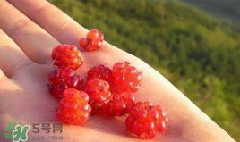 山莓是什么？山莓是水果嗎？