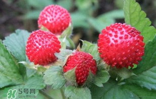 蛇莓是野草莓嗎？蛇莓和野草莓的區(qū)別