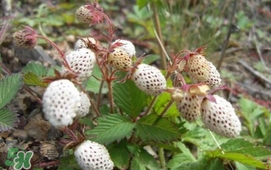 野草莓能吃嗎？野草莓圖片