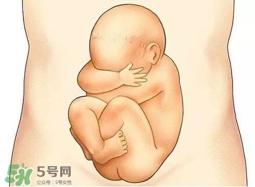 胎兒在媽媽肚子里都會(huì)干啥？胎兒的神奇世界