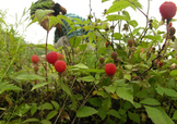 野草莓能吃嗎？野草莓圖片