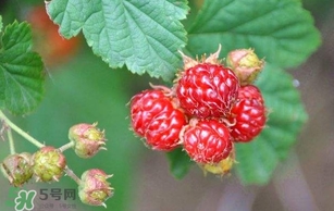 野草莓就是覆盆子嗎？覆盆子和野草莓的區(qū)別