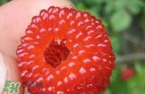 覆盆子孕婦能吃嗎？孕婦能不能吃覆盆子