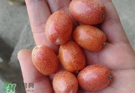 羊奶果可以連皮吃嗎？羊奶果的皮可以吃嗎