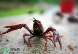 小龍蝦什么時候最好釣？什么時候可以釣小龍蝦？